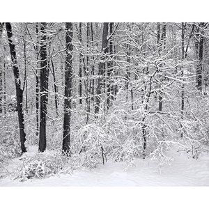 Snow and Trees  11 x 14 print
